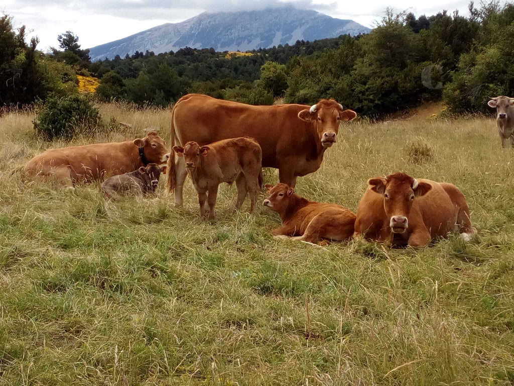 Curiosidades sobre las vacas – Carnísima.com