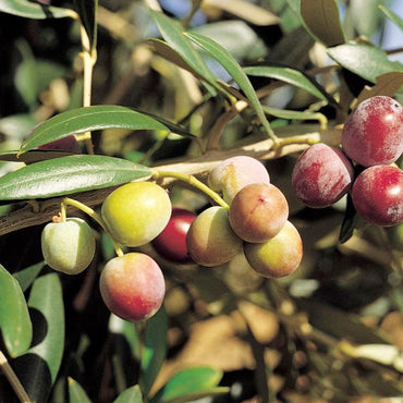 Artajo Aceite AOVE Eco Arbequina 250 ml carne