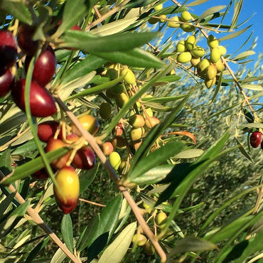 Artajo Aceite Copia de AOVE Eco Koroneiki 250 ml carne