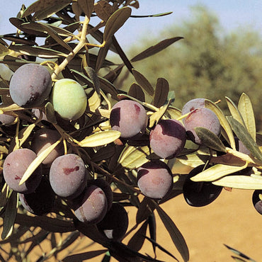 Artajo Aceite AOVE Eco Manzanilla 250 ml carne