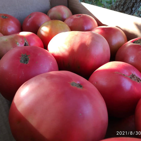 Guara.Bio Vegetal Tomate Eco en conserva al natural 500 g carne
